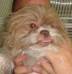 BoBo