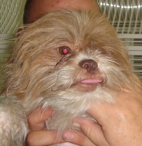 BoBo 1