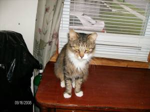 Gem, an adoptable Domestic Medium Hair, Tabby in South Plainfield, NJ, 07080 | Photo Image 1