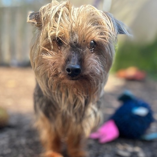 Dog for adoption - Sweet Seniors, a Yorkshire Terrier ...