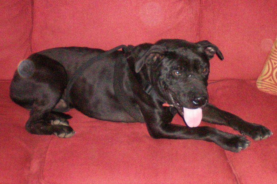 Bailey Boy, an adoptable American Staffordshire Terrier in Floresville, TX, 78114 | Photo Image 2