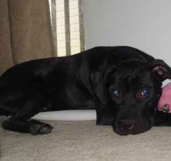 Bailey Boy, an adoptable American Staffordshire Terrier in Floresville, TX, 78114 | Photo Image 3