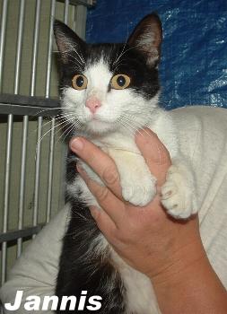 Jannis, an adoptable Domestic Short Hair Mix in Hawk Springs, WY_image-1