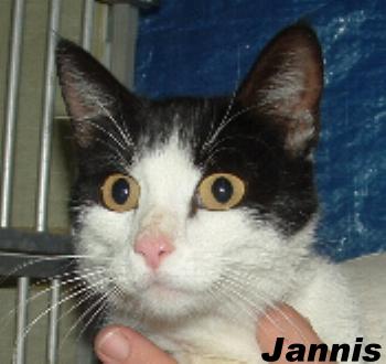 Jannis, an adoptable Domestic Short Hair Mix in Hawk Springs, WY_image-2