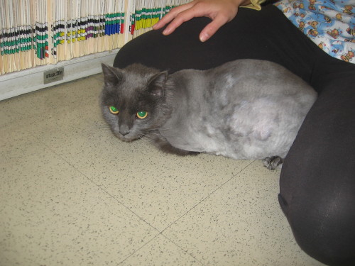 Andrea's Declawed  2