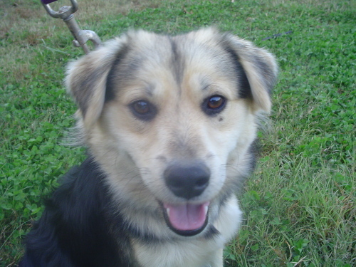 Angus 1