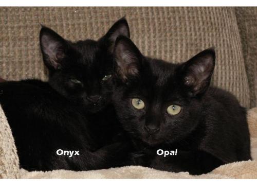 Onyx & Opal