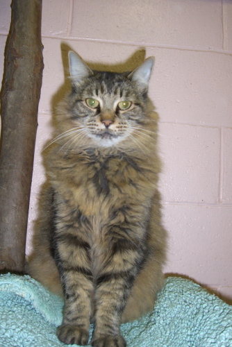 TIGERLILLY, an adopted Maine Coon & Domestic Long Hair Mix in Hoboken, NJ_image-1