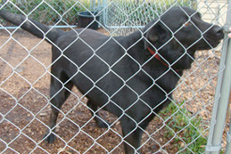 Channuk, an adoptable Black Labrador Retriever, Shepherd in Dickinson, TX, 77539 | Photo Image 1