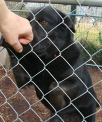 Channuk, an adoptable Black Labrador Retriever, Shepherd in Dickinson, TX, 77539 | Photo Image 2
