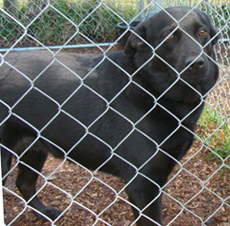 Channuk, an adoptable Black Labrador Retriever, Shepherd in Dickinson, TX, 77539 | Photo Image 3