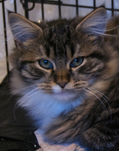 Max