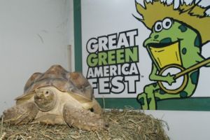 Sulcata Tortoise (