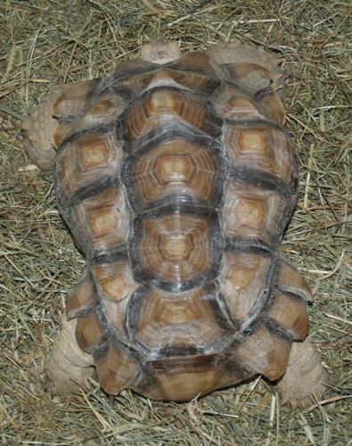 Sulcata Tortoise ( 2
