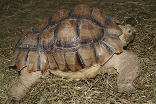 Sulcata Tortoise ( 3