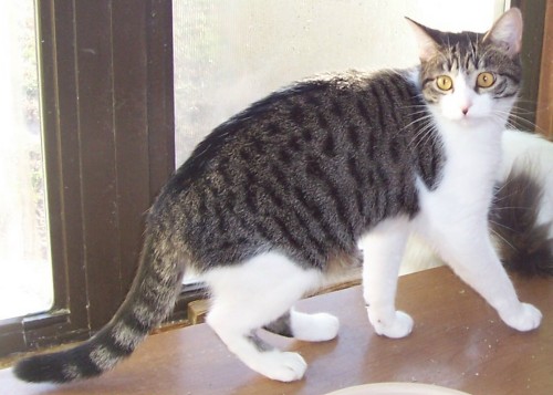 Chrissy, an adoptable Tabby & Domestic Short Hair Mix in Andover, KS_image-1