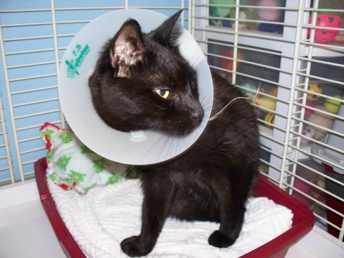 Boo Boo, an adopted Domestic Short Hair in Margate, FL_image-3