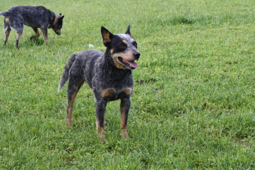 Biscuit, an adopted Australian Cattle Dog / Blue Heeler in Georgetown, TN_image-1