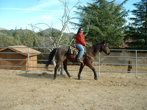 KANGA-Sponsorship, an adoptable Quarterhorse Mix in Los Angeles, CA_image-2