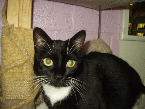 Outdoor Cats, an adoptable Domestic Short Hair in Glen Lyon, PA, 18617 | Photo Image 1