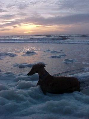 Greyhound, an adoptable Greyhound in Charleston, SC, 29422 | Photo Image 1