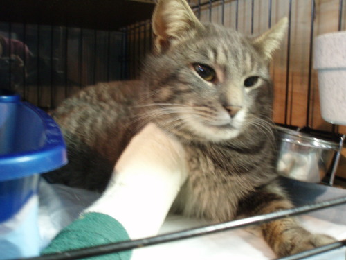 We Need Foster Homes!, an adoptable Domestic Short Hair in Salt Point, NY, 12578 | Photo Image 1