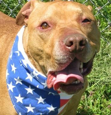 COMIC Clifford, an adoptable Shar-Pei, Staffordshire Bull Terrier in Jeffersonville, IN, 47130 | Photo Image 1