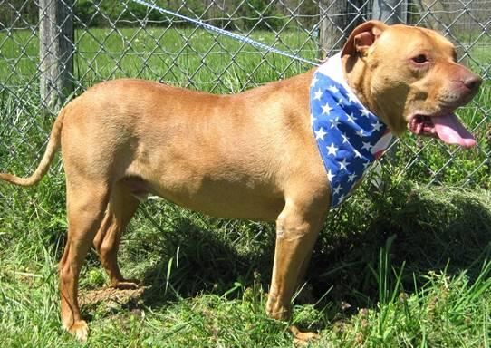 COMIC Clifford, an adoptable Shar-Pei & Staffordshire Bull Terrier Mix in Jeffersonville, IN_image-2