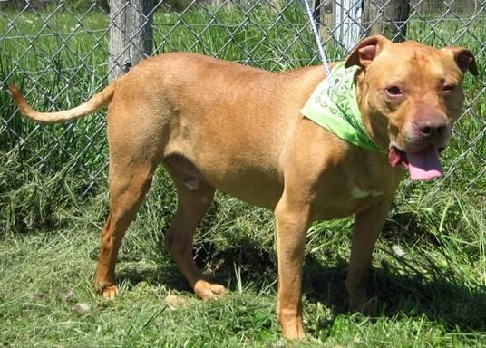 COMIC Clifford, an adoptable Shar-Pei, Staffordshire Bull Terrier in Jeffersonville, IN, 47130 | Photo Image 3