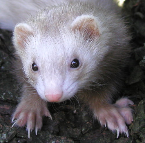 Ferret for adoption - Youngster Girls, a Ferret in Hazel Park, MI