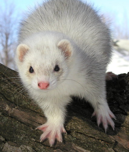 White ferret for store sale