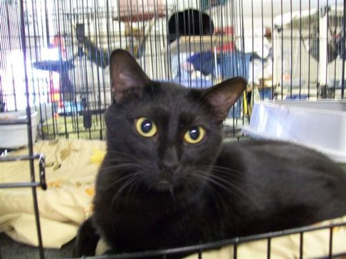 Moon -  Forgotten Ike survivor!, an adoptable Domestic Short Hair in Dickinson, TX, 77539 | Photo Image 1