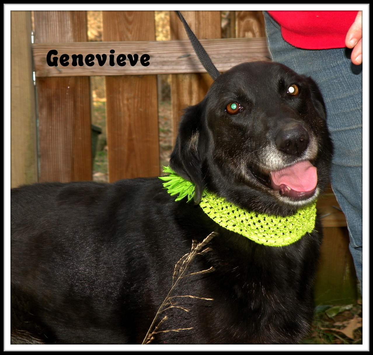 Genevieve, an adoptable Flat-Coated Retriever in Dresden, TN, 38225 | Photo Image 1