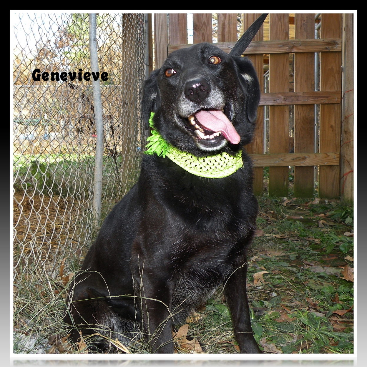 Genevieve, an adoptable Flat-Coated Retriever in Dresden, TN, 38225 | Photo Image 2