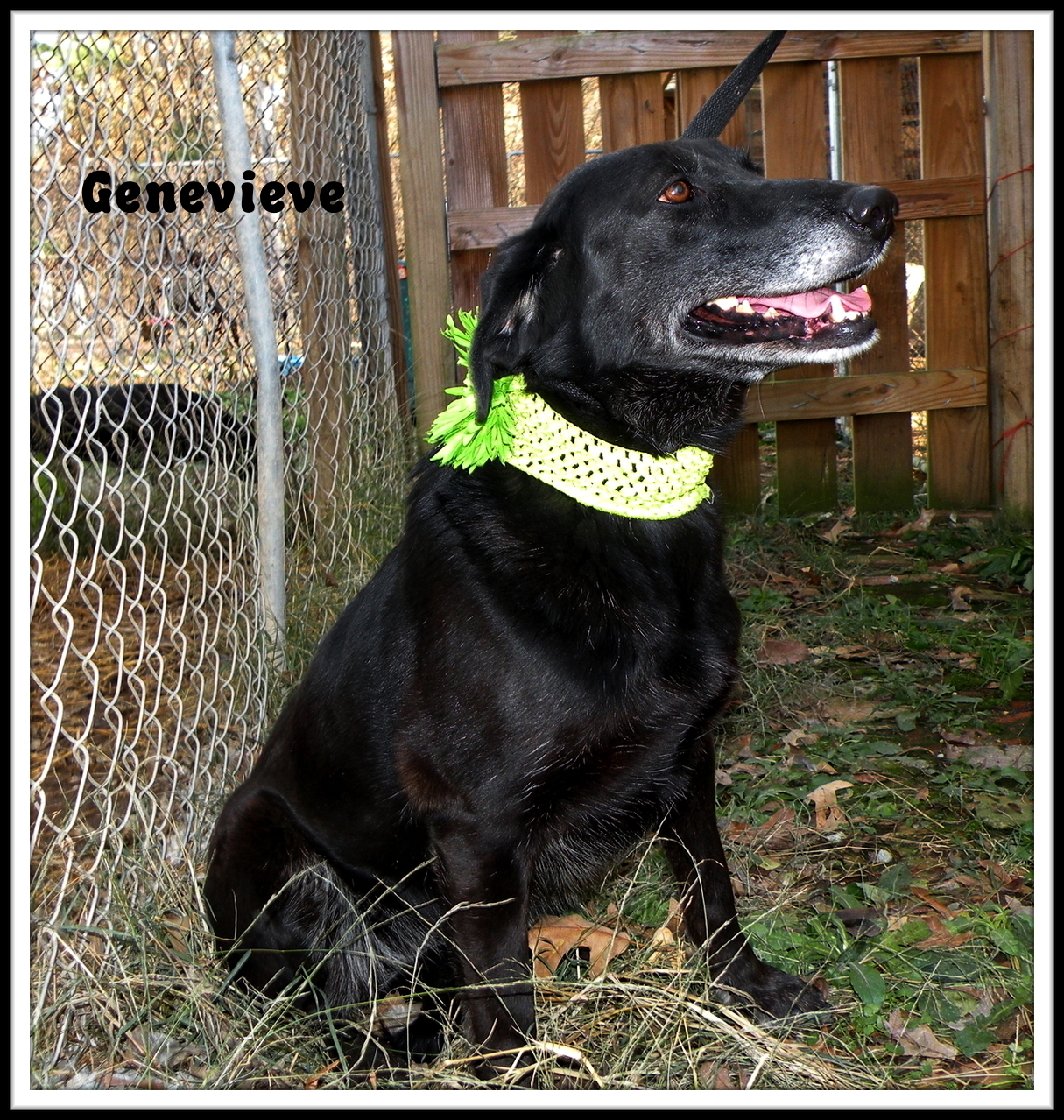 Genevieve, an adoptable Flat-Coated Retriever in Dresden, TN, 38225 | Photo Image 3