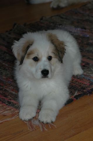 FOSTER HELP, an adoptable Great Pyrenees in Minnetonka, MN, 55345 | Photo Image 2
