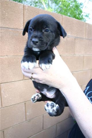 S's Starburst aka Rocky, an adoptable Border Collie in Las Vegas, NV, 89136 | Photo Image 2