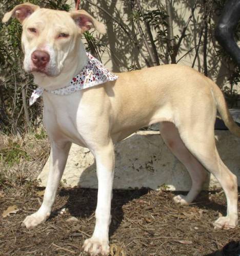 MIA, an adoptable Pit Bull Terrier in San Antonio, TX, 78227 | Photo Image 2