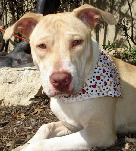 MIA, an adoptable Pit Bull Terrier in San Antonio, TX, 78227 | Photo Image 3