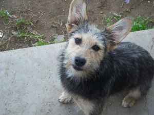 Dixie, an adoptable Welsh Terrier in San Francisco, CA, 94110 | Photo Image 1