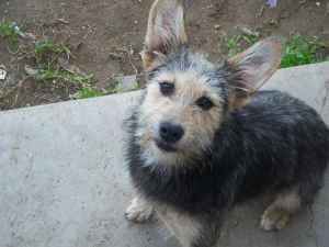 Dixie is a medium terrier mix that needs a good loving home She is very sweet playful and full of