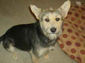 Dixie, an adoptable Welsh Terrier in San Francisco, CA, 94110 | Photo Image 2