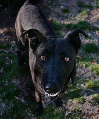 Rock(ola), an adopted German Shepherd Dog & Labrador Retriever Mix in Richmond, VA_image-2