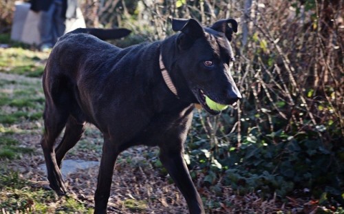 Rock(ola), an adopted German Shepherd Dog & Labrador Retriever Mix in Richmond, VA_image-3