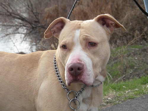 Jaylyn-ADOPTED! 1