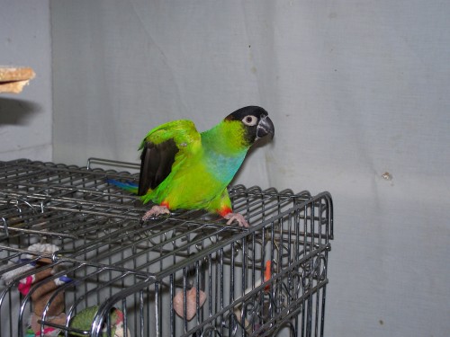 Nanday best sale parakeet price