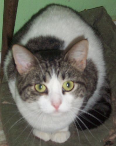 Curiosity, an adoptable Domestic Short Hair Mix in Andover, KS_image-1