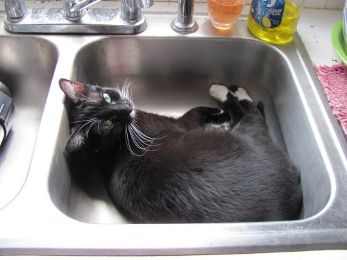 Precious (bonded pair with Crystal/ sweet & inquisitive, age 15), an adoptable Domestic Short Hair in Kaufman, TX, 75142 | Photo Image 1