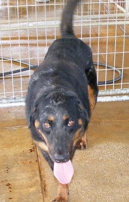 Rico, an adoptable Catahoula Leopard Dog in Floresville, TX, 78114 | Photo Image 1