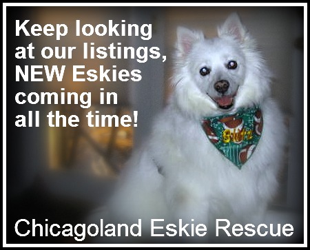 Eskies Coming in!, an adoptable American Eskimo Dog Mix in Elmhurst, IL_image-1